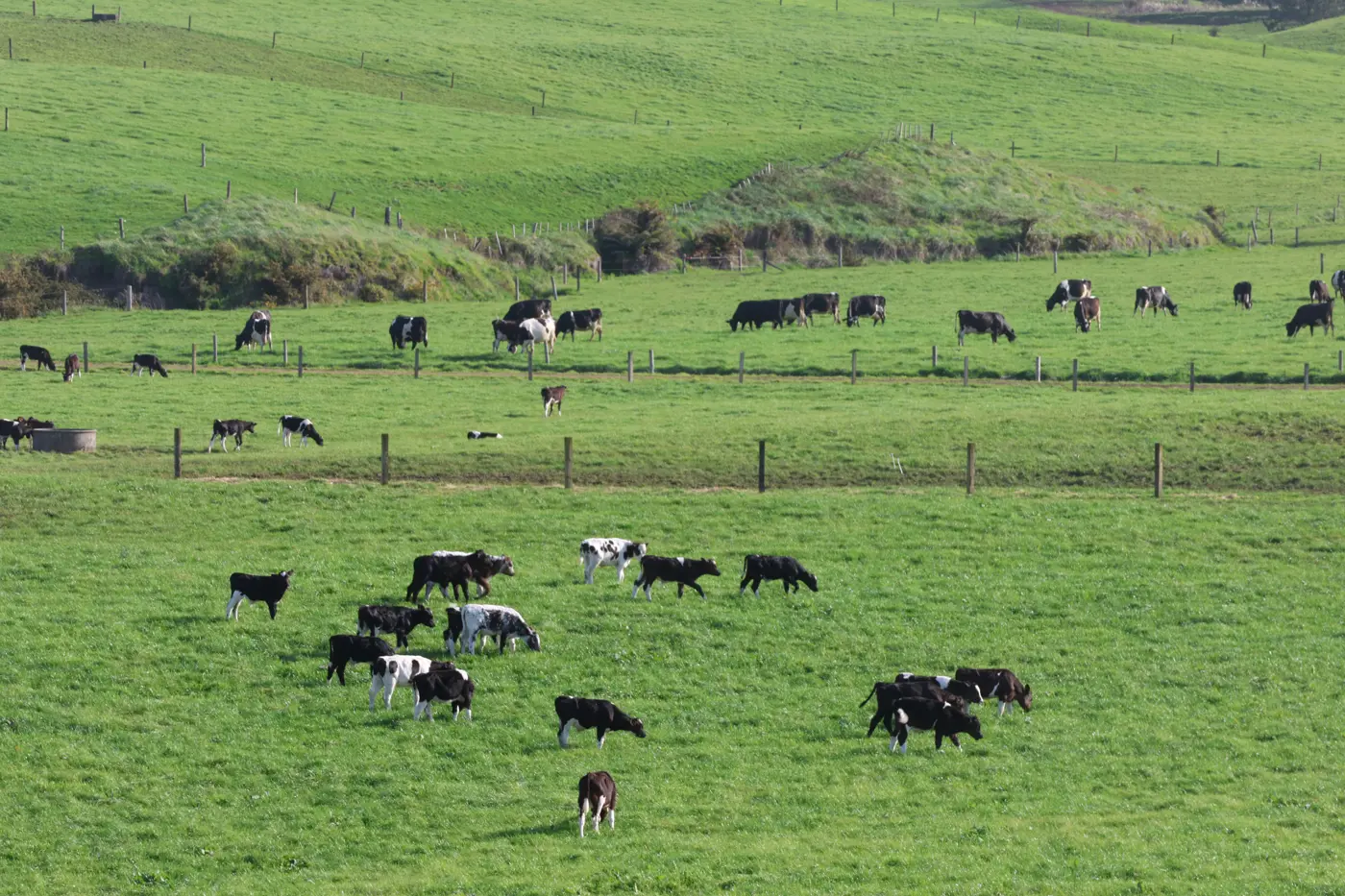 a group of cows grazing in a field