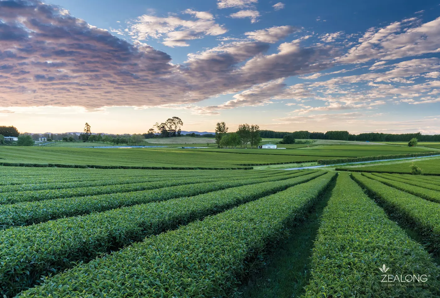 a field of green plants