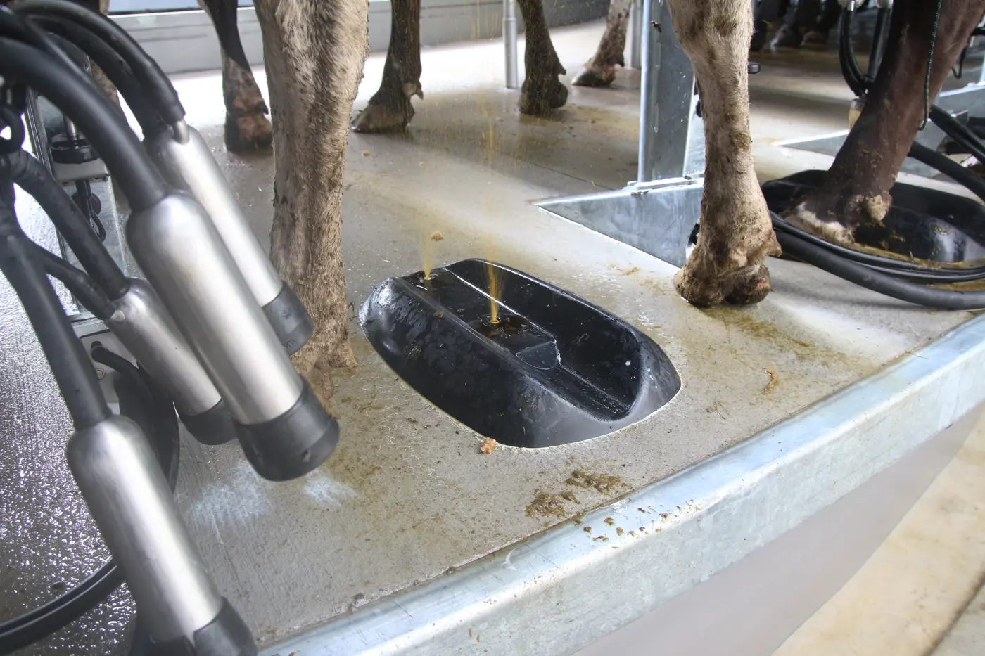 a cow's feet in a trough