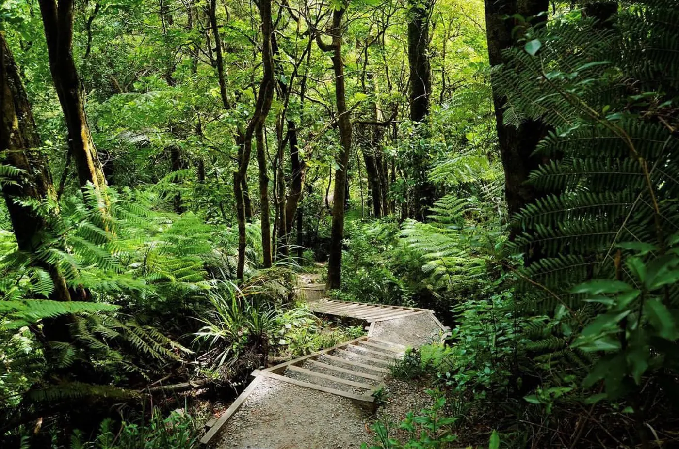 a path in the woods