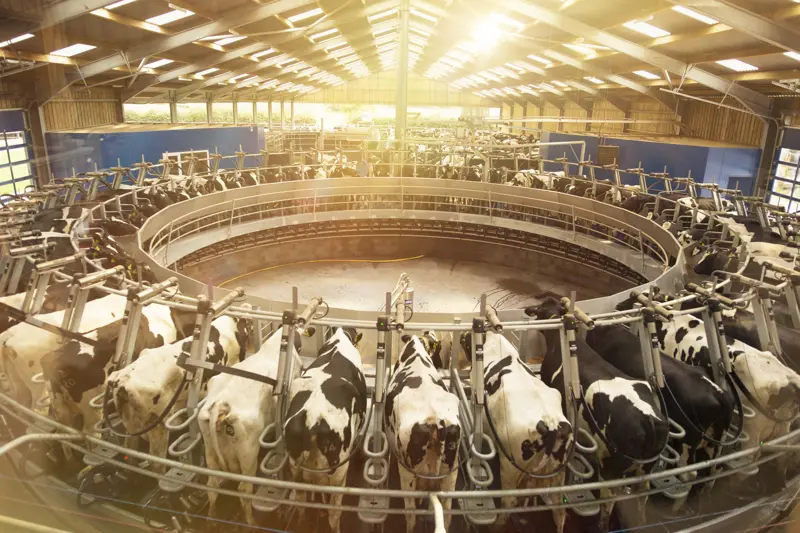 a group of cows in a dairy farm