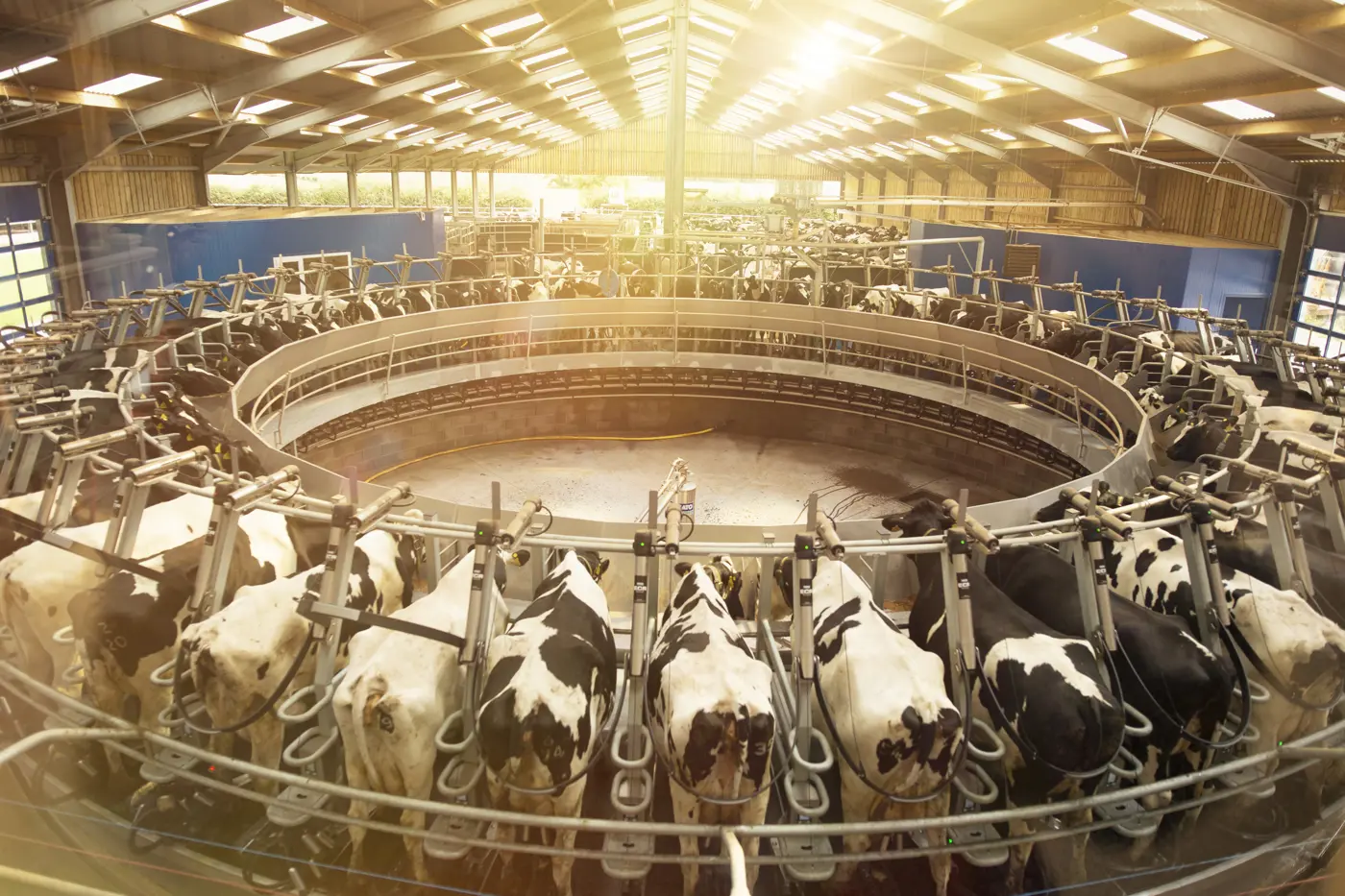 a group of cows in a dairy farm