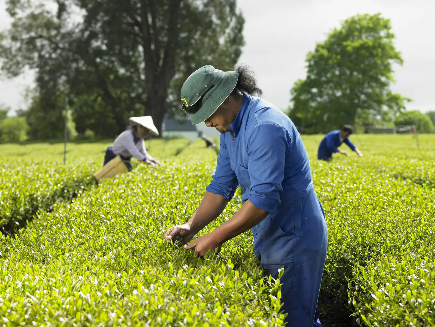 a group of people working in a field