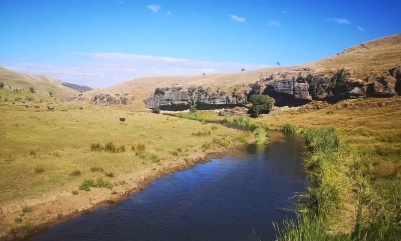 a river running through a grassy field