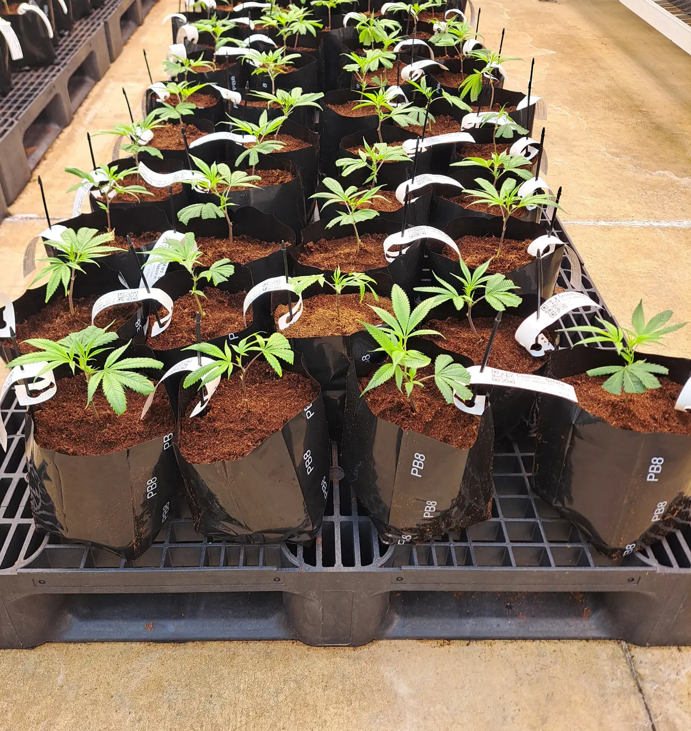 a group of plants in black bags