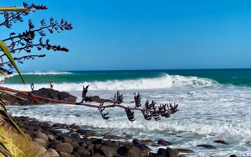 a tree branch on a rocky beach